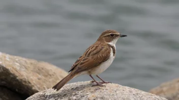 En liten fugl med brun rygg og hvit buk, stående på en stein nær vann.