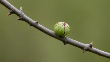 En liten, rund knuppe på en trestamme, som symboliserer ny vekst og begynnelse.