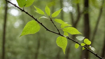 En gren med blader og kvister, som viser de forskjellige delene av en plante.