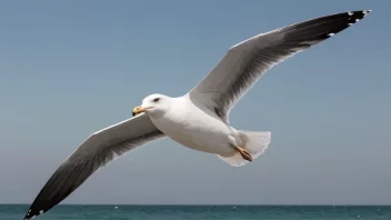 En måke i flukt over havet