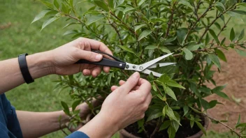 En person som beskjærer en plante for å vedlikeholde dens form og fremme sunn vekst.