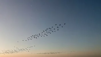 En flokk fugler som flyr sammen i formasjon