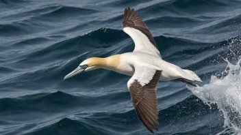 En sule i flukt, dykker ned i havet for å fange fisk.