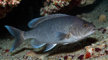 En Blaksæter fisk som svømmer i havet.