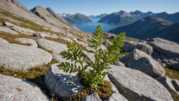 En fjelltagg-plante som vokser i fjellene.