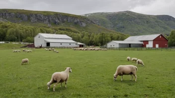 En sauefarm i Norge, med sauer som beiter i forgrunnen og et slakteri eller kjøttprosesseringsanlegg i bakgrunnen.