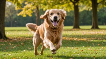 En glad gullretriever som leker med en ball i en park