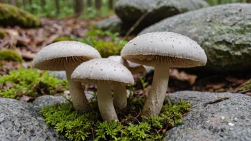 En stensopp som vokser på en stein eller berg i en fuktig omgivelse.