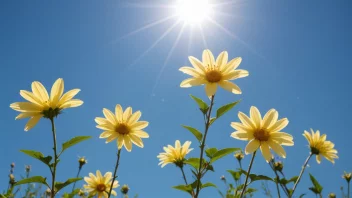 En vakker forsommerdag med blomstrende blomster og en klar blå himmel