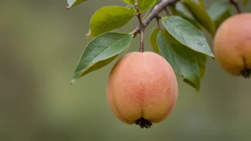 En kvede med gulgrønn skall og noen brune blader.