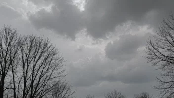 En grå, skyet himmel med trær i forgrunnen.