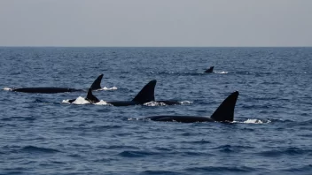 En gruppe hvaler som svømmer sammen i havet