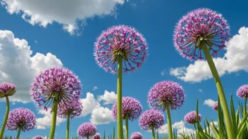 En vakker sommerløk i full blomst, med fargerike lilla blomster og en lys grønn stilk, mot en klar blå himmel med noen hvite skyer.