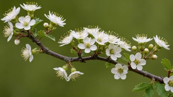 En haggetornbusk med hvite blomster og torn.