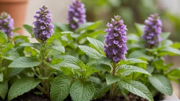 En mynteplante med grønne blader og lilla blomster.