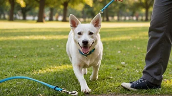 En hundelenk er en nødvendighet for hundeiere, brukt til å holde hunden på plass og hindre den i å løpe vekk.