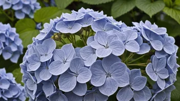 En hortensia i full blomst