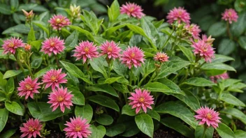 En vakker gartneria med grønne blader og fargerike blomster