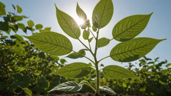 En plante med heliotropisme, som vender sine blader og stengler mot solen.