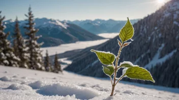 En snøtungeplante som vokser i et snørikt område.