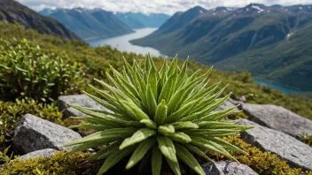 En lyngplante med lilla blomster som vokser i fjellet i Norge.