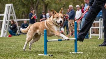 En hundekonkurranse med ulike hunderaser som deltar i forskjellige øvelser.