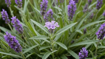 En vakker fiolett blomst med en lys lilla farge, omgitt av frodige grønne blader og noen kvister lavendel.