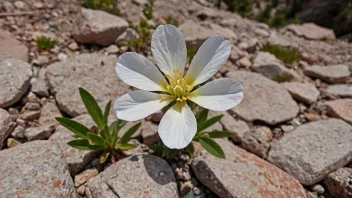 En vakker og sjelden fjellblomst som vokser på fjellet.