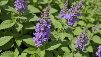 En kattemynteplante med fiolette blomster og frodige grønne blader, som vokser i en hage.