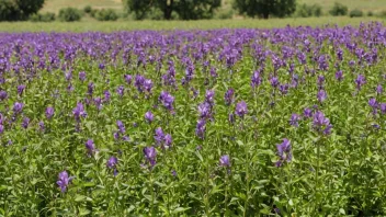 En åker med luserneplanter med lilla blomster