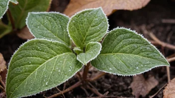 En plante med frostskade på bladene.