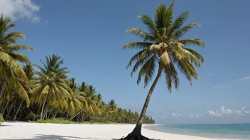 En kokosplante på en strand