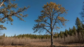 En svartalm i skogen.