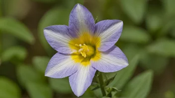 En vakker klokkeblomst med hvite kronblader og en gul midt.