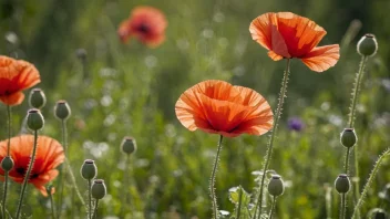 En vakker rød valmueblomst med delikate kronblader og en gul midte, omgitt av frodige grønne blader og stengler.