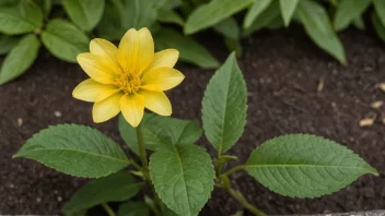 En vakker gul blomst i en hage eller park.