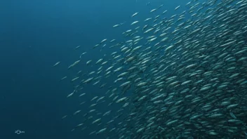 En gruppe små fisk som svømmer sammen i havet