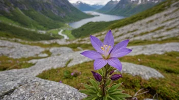 En vakker lilla symreblomst i et norsk fjellandskap