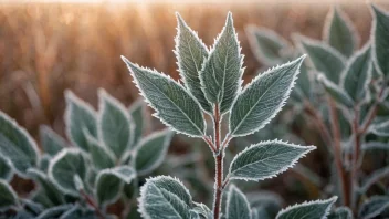 En plante med frost på bladene, som symboliserer evnen til å motstå frost.