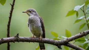 En gjøkeunge sitter på en gren, med en uskarp bakgrunn av blader og kvister.