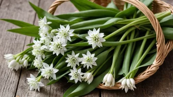 En bukett med fersk ramsløk med grønne blader og hvite blomster.