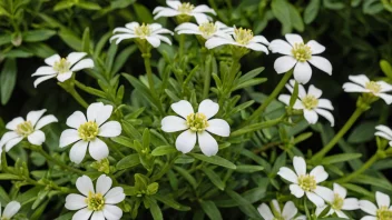 En vakker iberkålplante med hvite blomster i en hage.