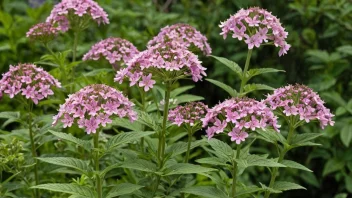 Et nærbilde av en valmuaplante med delikate rosa blomster og flikete blader