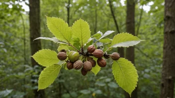 Et nøttekratt med nøtter i en skog.