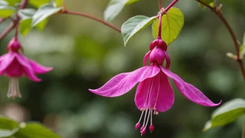 En vakker fuchsia blomst i en hage