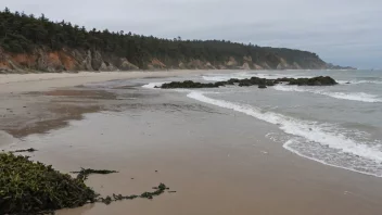 Et naturskjønt tidevannsområde med en blanding av sand, steiner og tang, med tidevannet på vei inn.