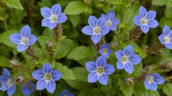 Bertramurt med blå blomster