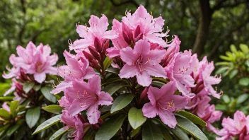 En vakker rhododendronplante med levende rosa blomster.