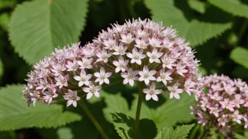 En vakker kjempevalerian i full blomst.