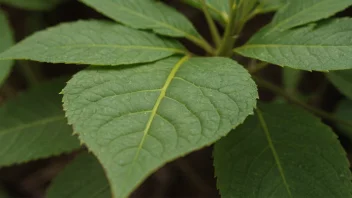 Et enkelt blad på en plante, med bladet som hovedfokus i bildet.